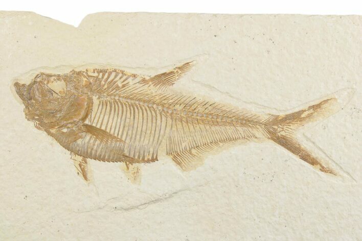 Detailed Fossil Fish (Diplomystus) - Wyoming #369479